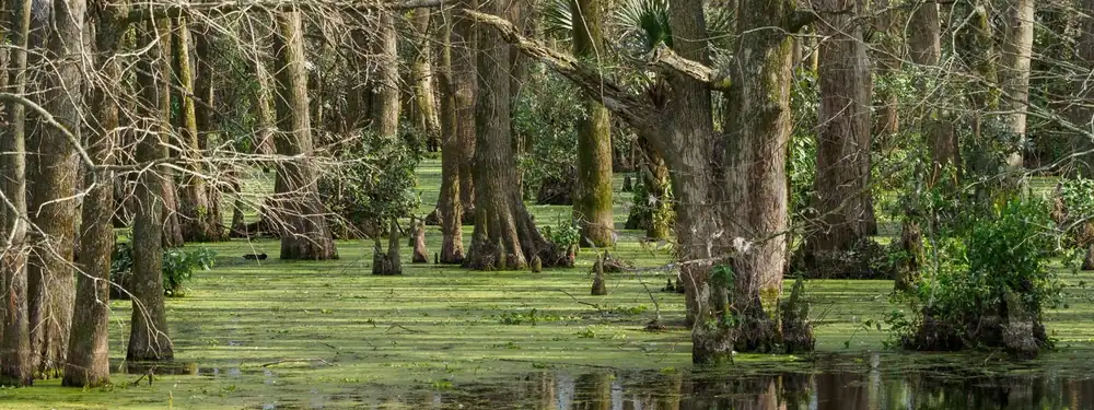 Sunlight through moss-covered cypress trees in a South Louisiana swamp