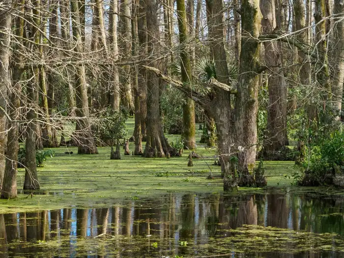 Cypress trees draped in Spanish moss standing in a still Louisiana swamp near Lafayette